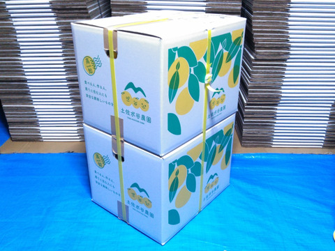 化学合成農薬栽培期間中不使用　土佐文旦　家庭用訳あり品　大小混合(Lサイズ以上、上限なし　20kg入(15個前後×2箱)　文旦の本場👑高知県土佐市産　※北海道への配送はできません