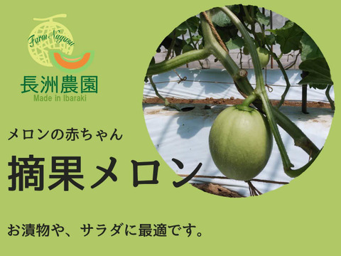 【メロンの生産量日本一】茨城県産摘果メロン（子メロン）5kg