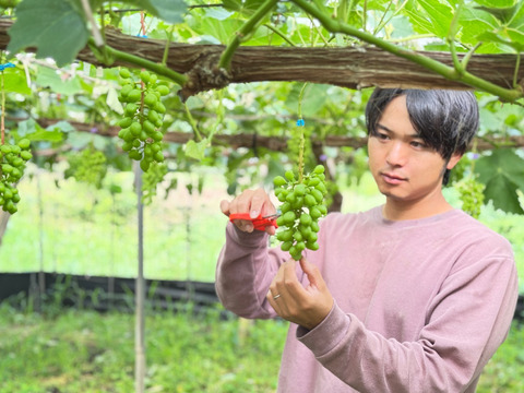 【今季最後のシャイン】高糖度ご家庭用 完熟シャインマスカット　詰め合わせパック(合計約1.6kg)