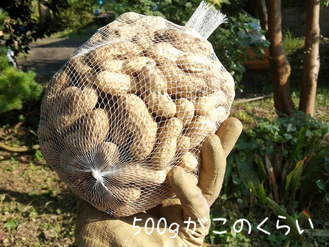掘りたて新鮮！ゆで用ジャンボ生落花生3kg(1500円/kg)