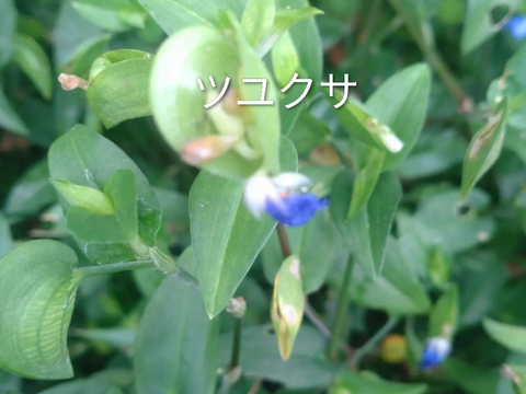 ８月のおまかせ「食べれる野草セット」🌿ヨモギ、ハコベ、ツユクサ、オオバコ、カタバミ、コマツヨイグサ、スベリヒユ、その他より6種類以上🌿 ※不用な野草はご連絡ください