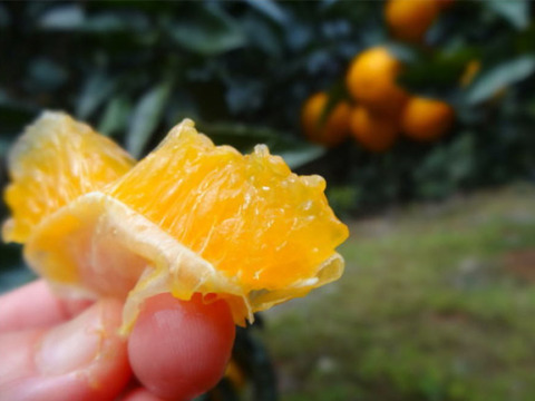 【３品種まとめ買い】「春妃柑（はるひかん）お試し品　約２ｋｇ、「石甘太（いしあまた）」お試し品　約２.２５ｋｇ、「蜜之望（みつののぞみ）」 お試し品　約２ｋｇの３箱セット