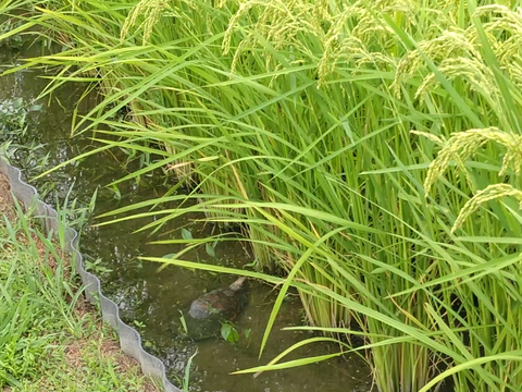 【令和5年産】✣農薬化学肥料不使用✣近江米コシヒカリ✣玄米で食べてニッコリ菜の花米✣5kg玄米