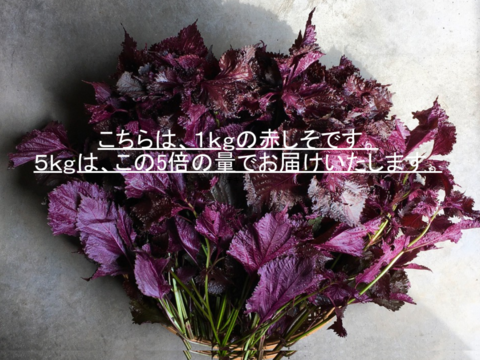 【岩手盛岡産】赤しそ　ちりめん　根つき　12キロ　　（枝しそ　赤シソ　赤紫蘇） 岩手盛岡産】赤しそ ちりめん 根つき 12キロ （枝しそ 赤シソ 赤