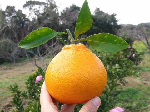鹿児島県産　完熟【不知火】2ｋｇ程度