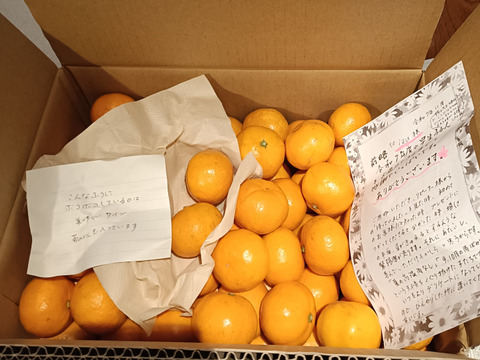 三ヶ日みかん早生「こつぶちゃんたち」5kg