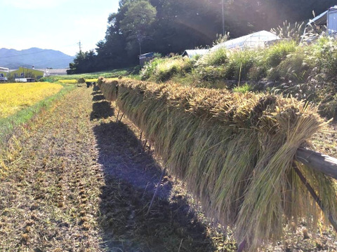 農薬化学肥料不使用・お弁当やおにぎりに！『たきたて』玄米5kg 令和７年産　信州佐久穂町　うるち米