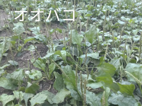 春先の柔らかなおまかせ野草セット🌿カラスノエンドウ、スギナ、ヨモギ、ハコベ、オオバコ、オオイヌフグリ、コツブツメクサ、カタバミ、その他 ※タイミングによって変化します※不用な野草はご連絡ください