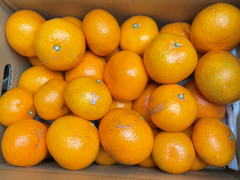 12/24より順次発送 幻のみかん『石地（いしじ）訳あり 3kg』 希少品種 サイズ混合 ご自宅用 3キロ 仲屋 海瀬農園 静岡県 西浦みかん