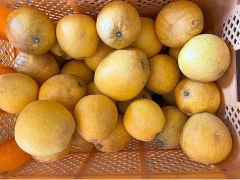 ジューシーオレンジ約4.5kg（15玉前後）🍊　別名　和製グレープフルーツ　爽やかな風味