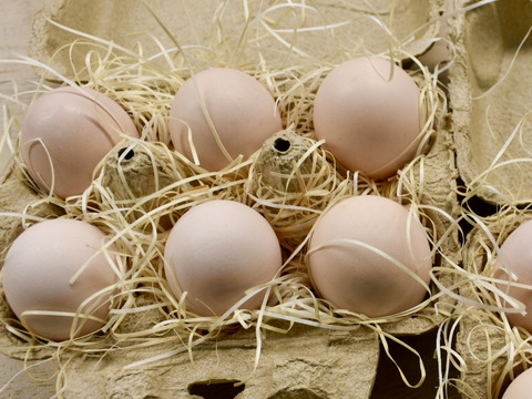 烏骨鶏の平飼い卵10個　京都奥丹波から　ご家庭用