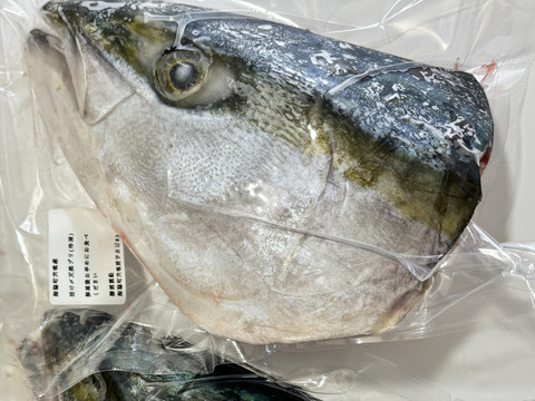冷凍！徳島宍喰産　脂ノリノリ活け〆天然鰤(ブリ)！頭！1匹分！　ぶり大根用