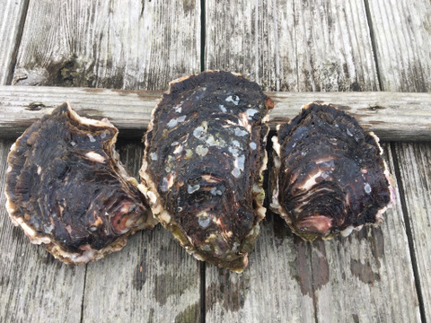 【夏ギフト】2L2個と4L1個のセット！的矢産岩牡蠣  生食可