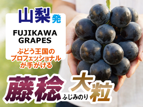 8月15日～31日発送｜【徳用・粒ぶどう】ミックス（２種以上）｜FUJIKAWA GRAPES｜450gパック×2P｜ぶどう王国・山梨が贈る、宝石のような果実