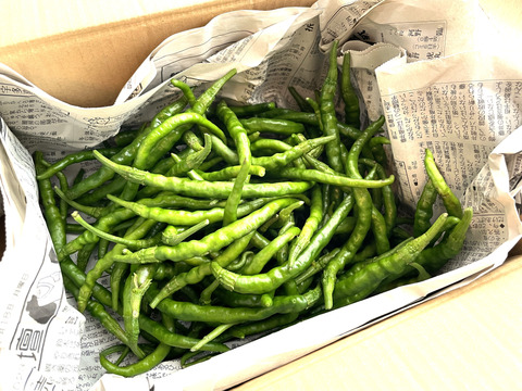 生唐辛子（青）あじめこしょう 群馬県産 500 g