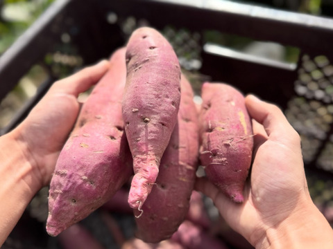 【熟成1か月超でお届け】富山県産 紅はるか 10kg