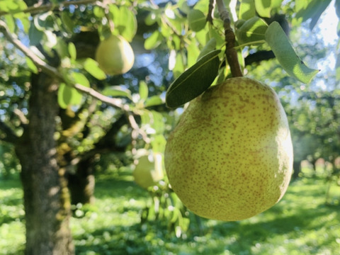 【冬ギフト】山形特選ラフランス【3キロ3L9玉】