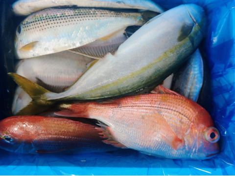 箱いっぱい！深浦の天然鮮魚セット（80サイズ）【母の日ギフト】などにもどうぞ！