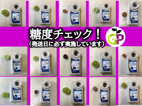 小粒系ブドウ　５種食べ比べ『小粒の想い』500g×1P　朝採り新鮮！夏の終わりのブドウ祭り 只今２０％増量サービス中！！