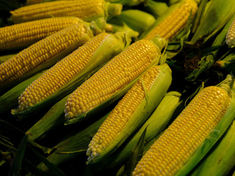 【香美町が生んだ、黄金の宝】とうもろこし20本（品種:ゴールドラッシュ）