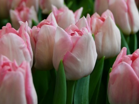 【まもなく終了　予約】　マリアージュ　10本　チューリップ　ピンク八重　収穫後順発送　※北海道・沖縄県配送不可※