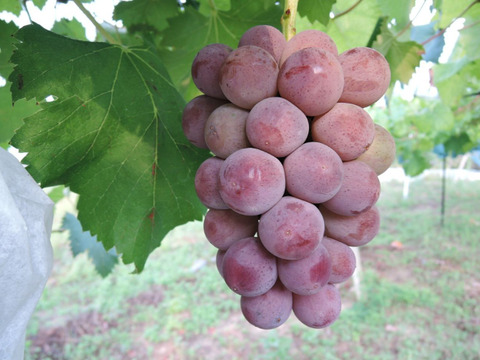 不揃い いろいろな葡萄セット 3~4房1.5kg ＃食べ比べ