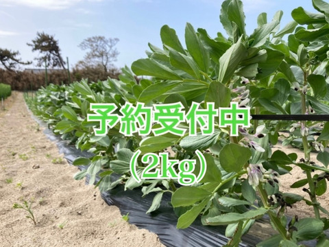 【5月末から発送】初夏の味を是非！ソラマメ（2kg）