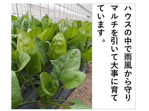 ファッション通販 新鮮！シャキ旨！ほうれん草〈約2kg〉：秋田県産のその他 野菜