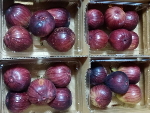 【農薬・化学肥料不使用】いちじく（約1．4kg）16～24粒