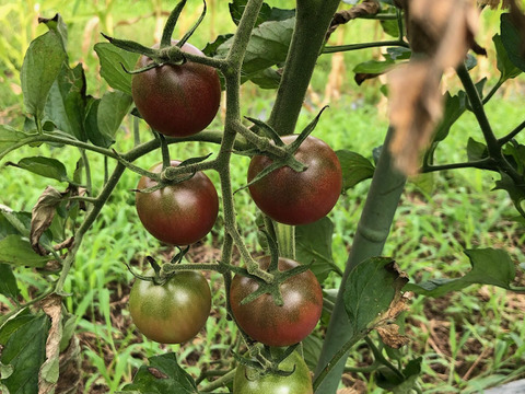 希少な【自然栽培】のカラフルミニトマト【4～6種類】（300g）