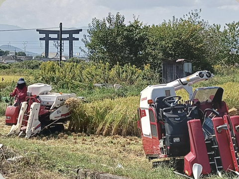 自然栽培米　一厘（いちりん）　Ｓ　玄米１０ｋｇ１袋