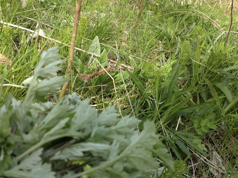 【まとめ買い用】よもぎ生葉🌿30本（30苗）以上🌿１枚目の写真が約10本ほどなので✕３です🌿上から15cmの柔らかいヨモギをお届け🌿和ハーブ🌿ヨモギ☆蓬☆畑横の衛生的な蓬🏣ゆうパック