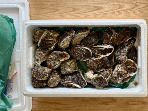 お得で人気な5Kgセット！！✨立山連峰の雪解け天然岩牡蠣✨（小～中サイズ20個前後）