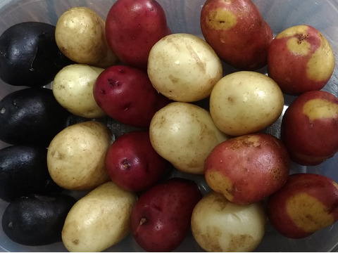 【販売期間終了間近〜2/28】北海道　じゃがいも　新じゃが　8種類　ジャガイモ　インカ　シャドークイン　ピルカ　4kg　【食べ比べ】