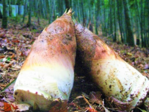 【朝採り】生たけのこSサイズ【3~4kg】