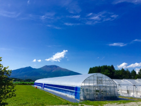 旬の香りたっぷり！軽井沢高原いちごポップコーン（80g×1個）