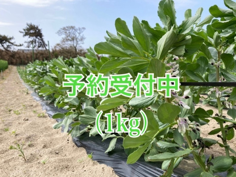 【5月末から発送】初夏の味を是非！ソラマメ（1kg）