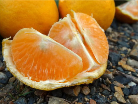 高糖度の黄色系柑橘最新品種！濃厚と爽やかさが夢の競演！「春妃柑（はるひかん）」　サイズ混合　お試し品　約２ｋｇ