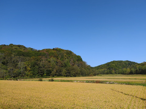 自然栽培米　ゆきひかり　北海道　玄米10kg