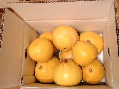 訳あり5kg 濃厚でジューシー！潮風を浴びた南国高知県育ちの土佐文旦