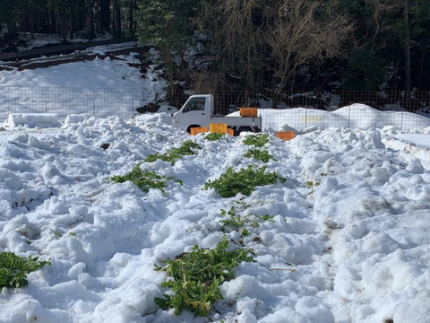 【冬ギフト】「１年に１度しか味わえない、越冬白菜のお届けに参りました」　≪雪国で育まれた水分・甘みたっぷりの白菜≫　兵庫県香美町産「雪ぶとん白菜」（3玉箱入）