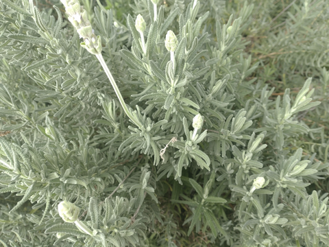 ラベンダーの束（5本✕３）を香りとともに🌿計15本  ハーブ🌿◆スワッグ作りに ◆ドライフラワーに ◆品種「デンタータ」(フリンジドラベンダー)🏣ゆうパック60サイズ