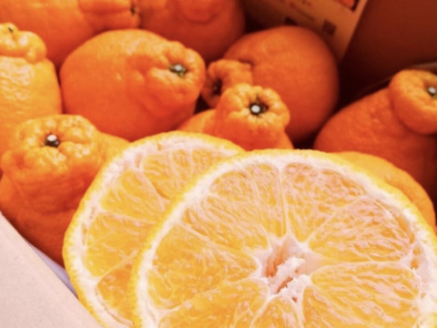 みかん3種食べ比べ(横綱みかん/はるみ/はるか)各1.2kg 計3.6kg 【柑橘食べ比べ】