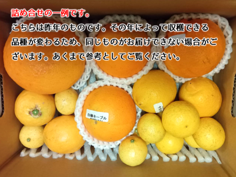 【アワード受賞福袋】応援ありがとう！仲屋の柑橘 食べ比べセット 《3月下旬発送》仲屋 海瀬農園  バラエティセット