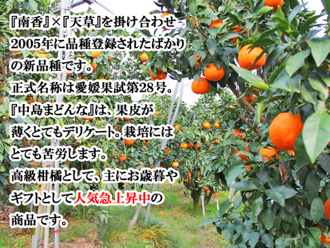 新食感 まるでゼリー とろける柑橘の中島まどんな 5kg 訳あり品 サイズ込 愛媛 中島産 希望の島 みかん あいか 愛媛果試第28号 愛媛県産のみかん 柑橘類 食べチョク 産地直送 産直 お取り寄せ通販 農家 漁師から旬の食材を直送