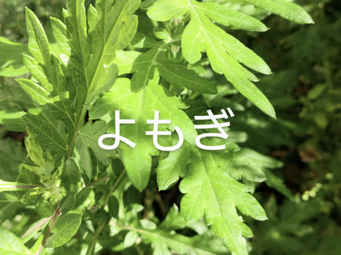 天然木 よもぎ草染 よもぎ染 藍染 お盆 御盆 稲穂柄 - 工芸品