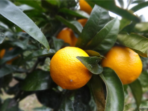 【柑橘食べ比べ】大好評！新春玉手箱１月500箱突破！第ニ弾玉手箱が今月新登場！こだわり７品種が楽しめる！「旬のこだわり柑橘食べ比べ玉手箱-虹色２-」 ご家庭用　約3.2kg入　【商品番号】【2003】