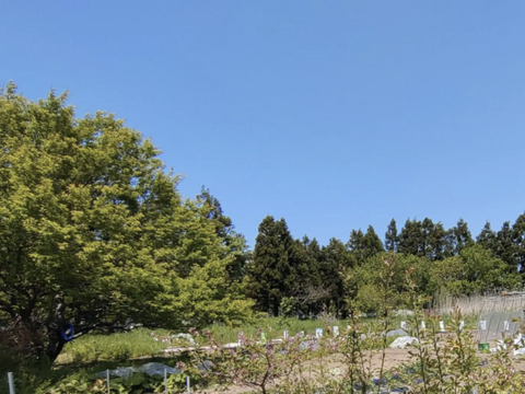 里いも1キロ【農薬不使用】さといも 里芋 サトイモ 里いも 1kg 1キロ（約12個前後）