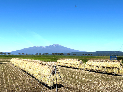 【 玄米・５kg 】天日干し自然栽培米 ササシグレ