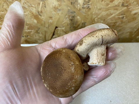 新鮮!!肉厚椎茸♪「マツシー」170g×4袋